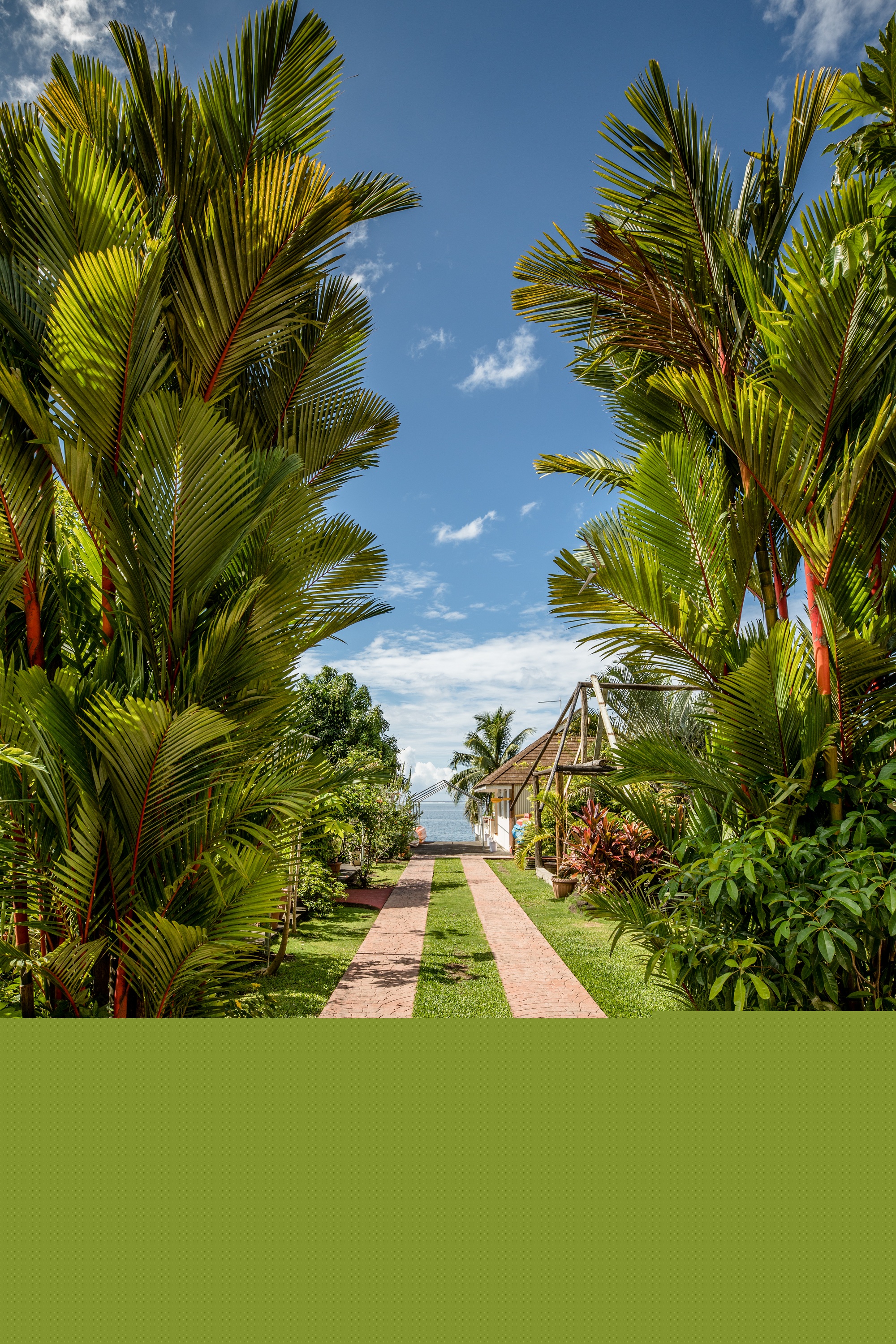 Bassin des tortues de Floride dans le jardin tropical de Hiti Moana Villa
